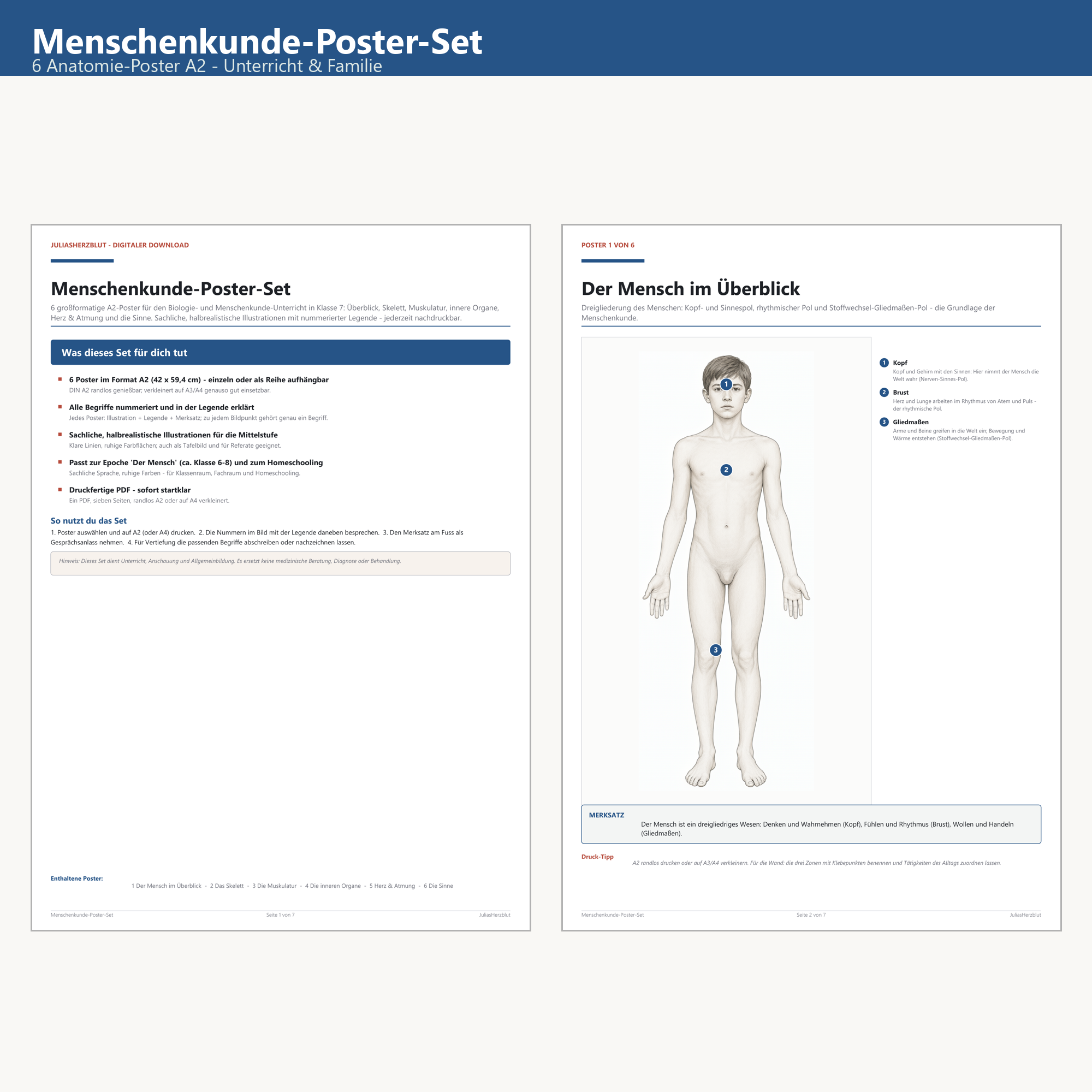 Human Body Poster Set (6 A2) – Cover