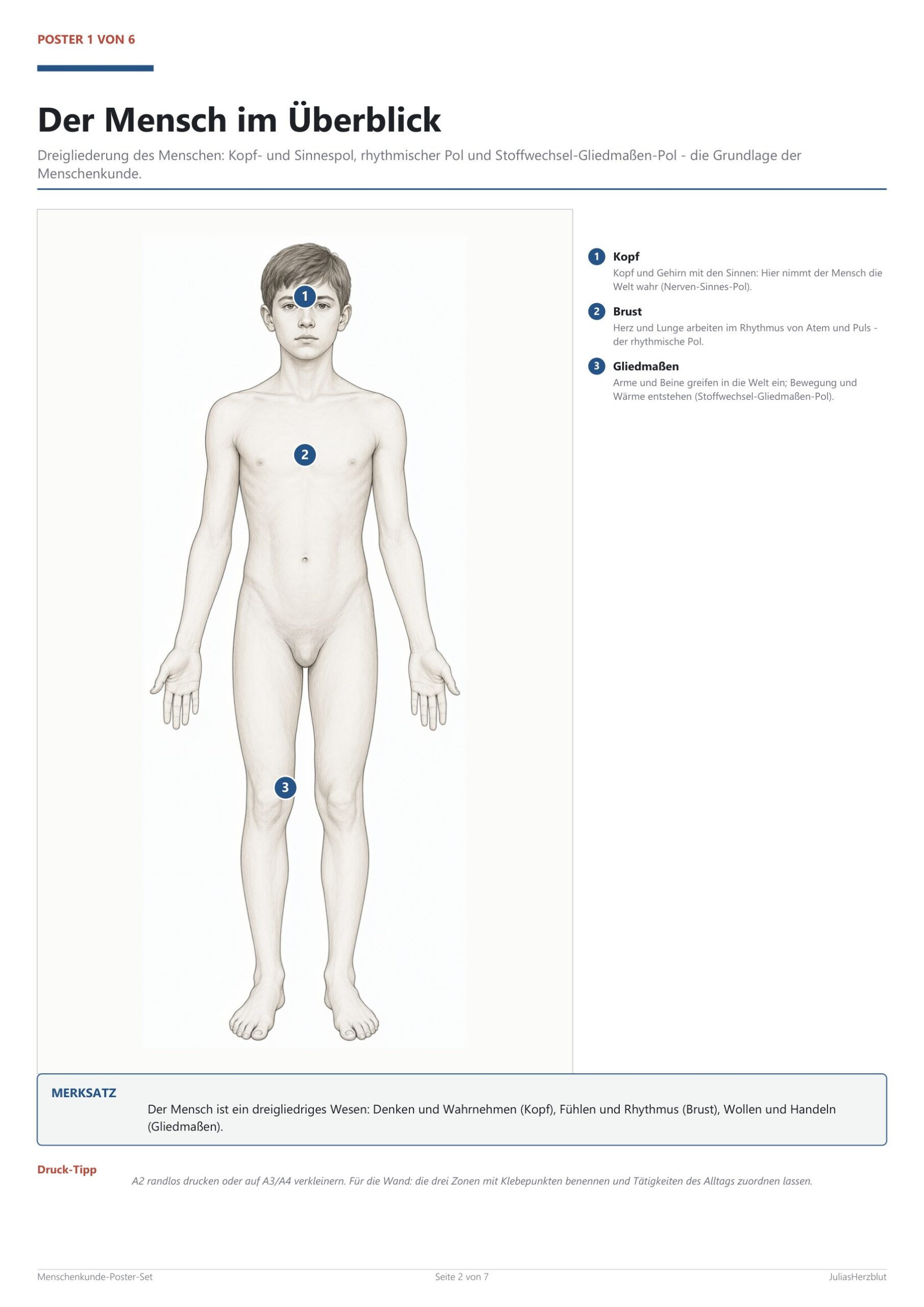 Human Body Poster Set (6 A2) – Blick ins Heft, Seite 1