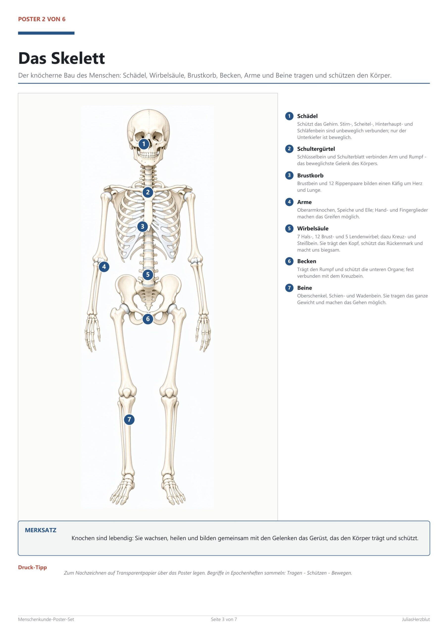 Human Body Poster Set (6 A2) – Blick ins Heft, Seite 2