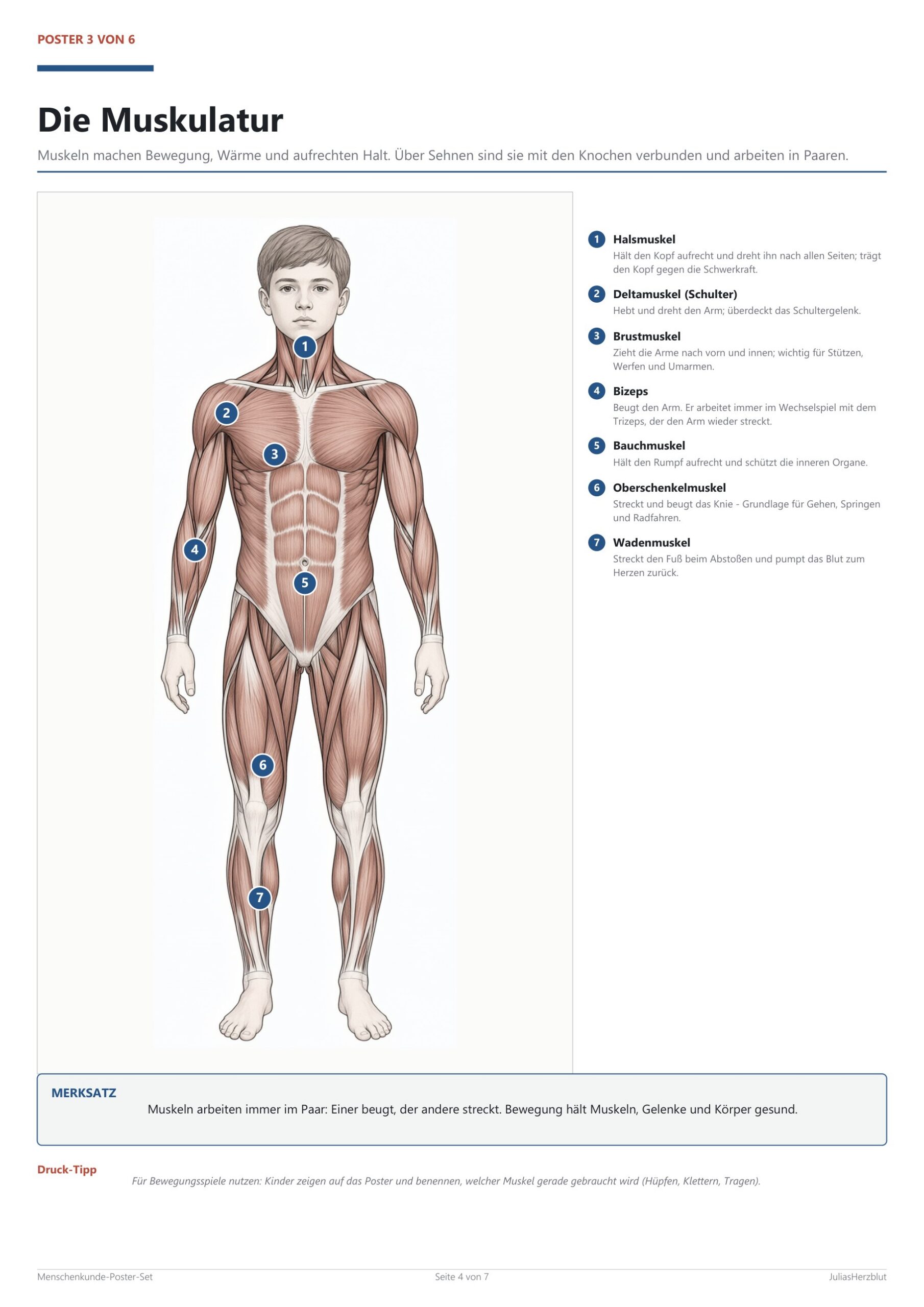 Menschenkunde/Anatomie-Poster-Set – Blick ins Heft, Seite 3