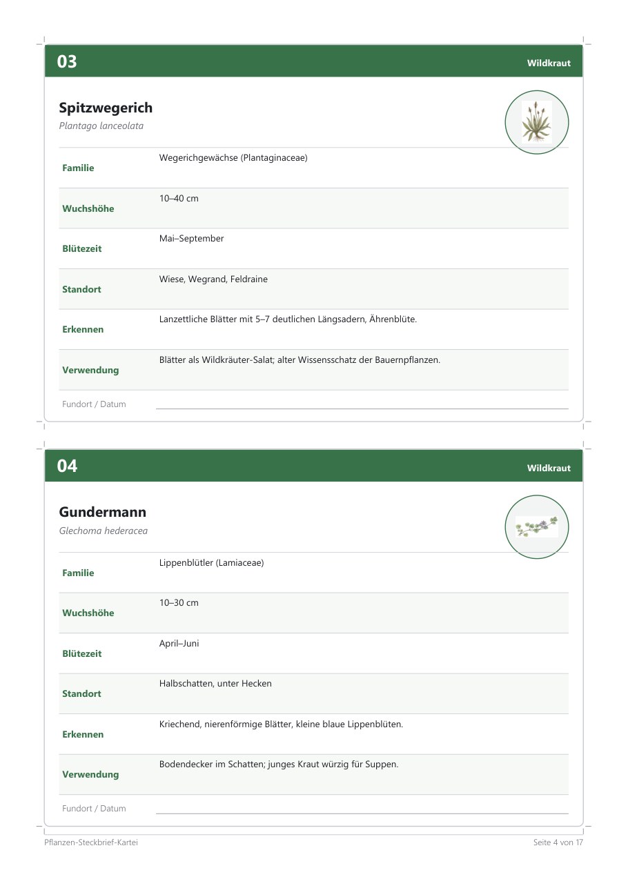 Pflanzen-Steckbrief-Kartei – Blick ins Heft, Seite 3