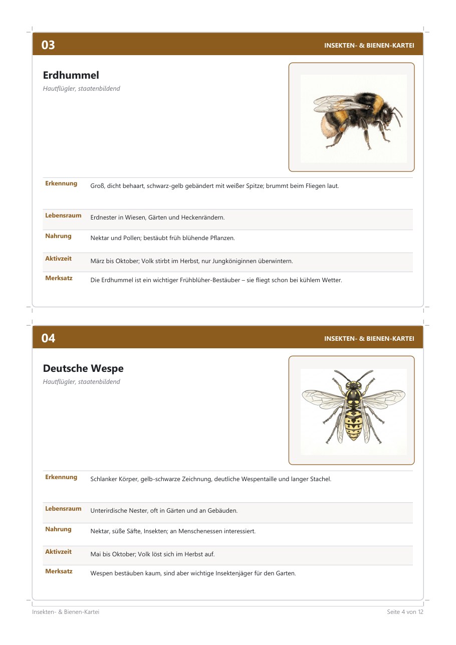 Insekten-/Bienen-Kartei – Blick ins Heft, Seite 3