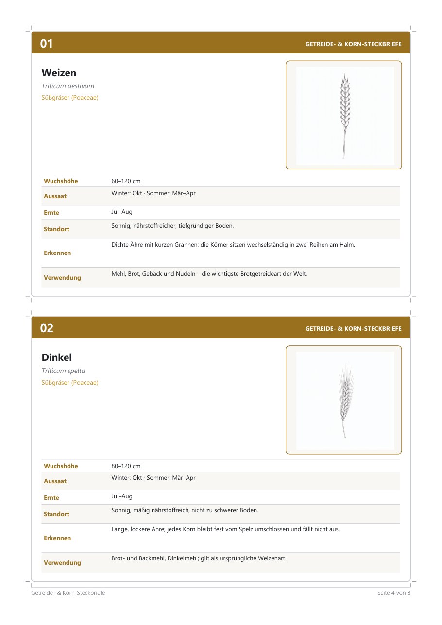 Cereal & Grain Fact Cards (8) – Blick ins Heft, Seite 3