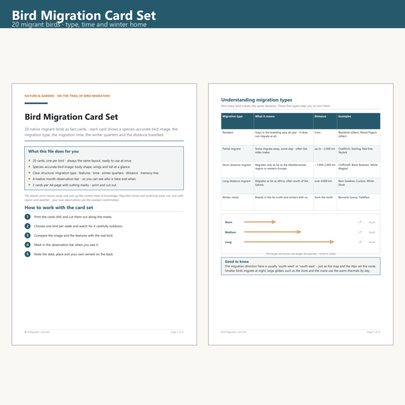Bird Migration Card Set (20)