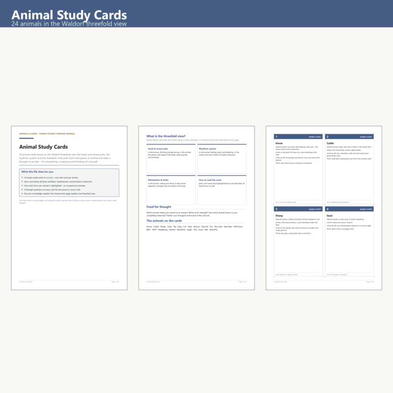Animal Study Cards (24)